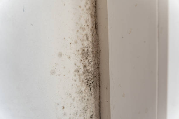 Best Air Quality Testing for Mold Spores  in Mission, SD