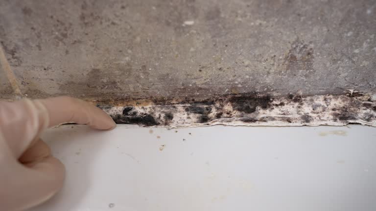 Best Mold Documentation for Insurance Claims  in Mission, SD